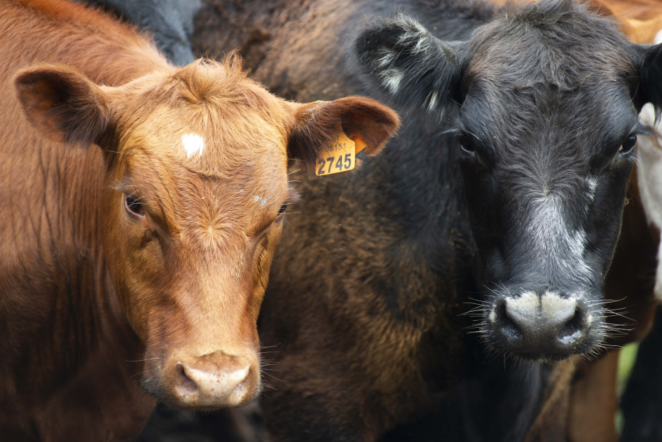 Primer plano de dos vacas