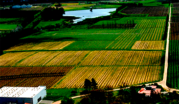 Viñedo uruguayo Viñedo uruguayo