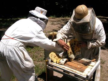 Trabajadores en tareas de apicultura Trabajadores en tareas de apicultura