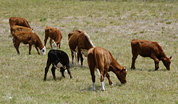 Producción ganadera uruguaya Producción ganadera uruguaya