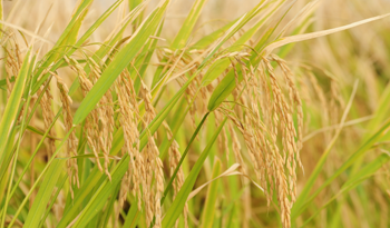 Cultivos de arroz