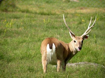 Ejecutivo remite proyecto de ley para proteger fauna silvestre de las áreas protegidas nacionales