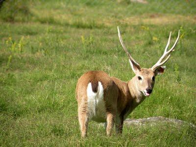 Ejecutivo remite proyecto de ley para proteger fauna silvestre de las áreas protegidas nacionales Ejecutivo remite proyecto de ley para proteger fauna silvestre de las áreas protegidas nacionales
