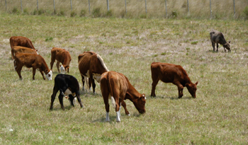 Se acentúa control alimenticio de la ganadería Se acentúa control alimenticio de la ganadería