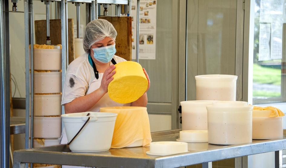 Operaria elaborando queso