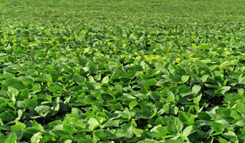 Plantío para cosechar Plantío para cosechar