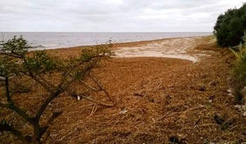 Costa de playa en Maldonado