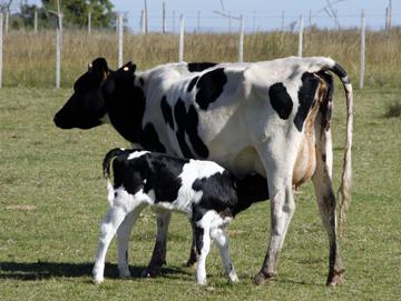 Vacas Vacas