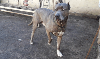 Perro doméstico Perro doméstico