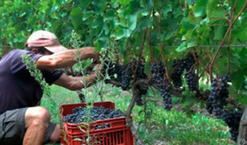 Cosecha de uva Cosecha de uva