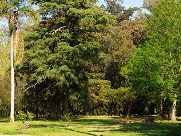 Bosque Bosque