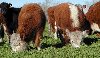 Producción ganadera bobina, la de mayor consumo en Uruguay