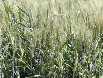 Campo sembrado de trigo Campo sembrado de trigo