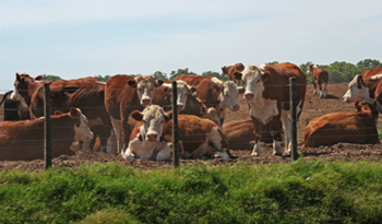 Producción de ganado Producción de ganado