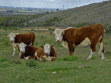 Vacas Vacas