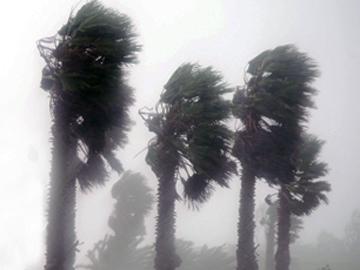 Viento fuerte en palmares. (Foto de archivo) Viento fuerte en palmares. (Foto de archivo)