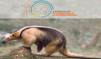 Tamandua (Tamandua tetradactyla) Tamandua (Tamandua tetradactyla)