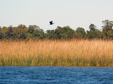 Río, pasto y aves Río, pasto y aves