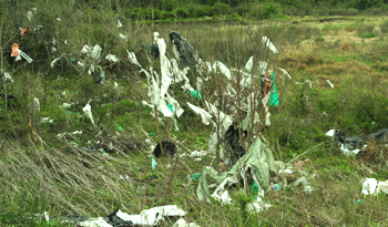 Lucha contra el uso de bolsas no biodegradables