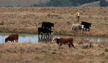 Fuente de agua en campo