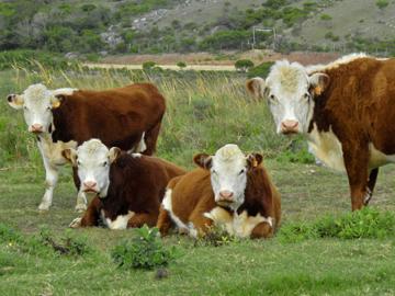Ganado vacuno Hereford en el campo Ganado vacuno Hereford en el campo
