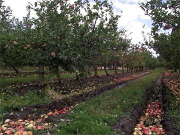 Efectos de la turbonada en árboles de manzanas en Canelones Efectos de la turbonada en árboles de manzanas en Canelones