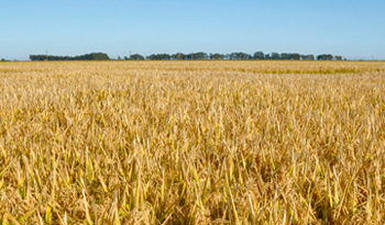 Récord de cosecha de maíz en Uruguay