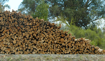 Sector forestal en crecimiento en Uruguay