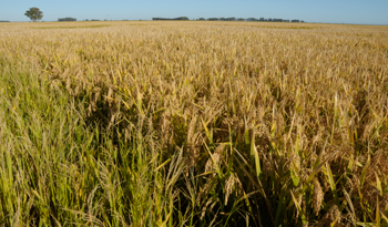 Plantaciones de arroz en Uruguay