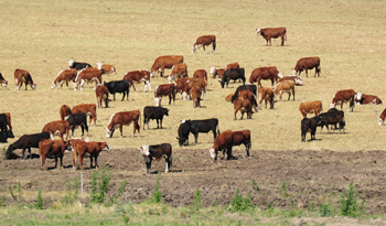 Ganado bovino en campo