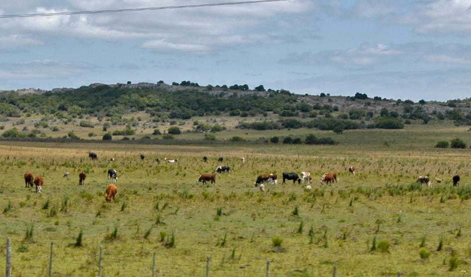 Producción ganadera