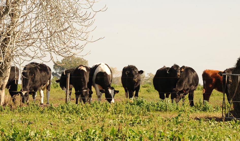 Ganado en pradera