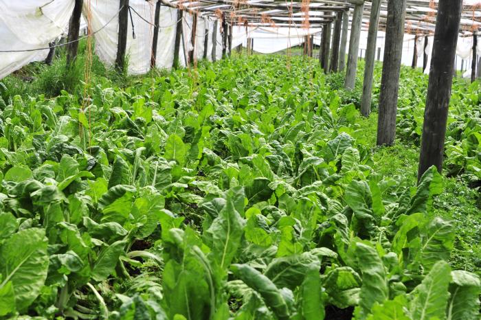 Productores de Paysandú