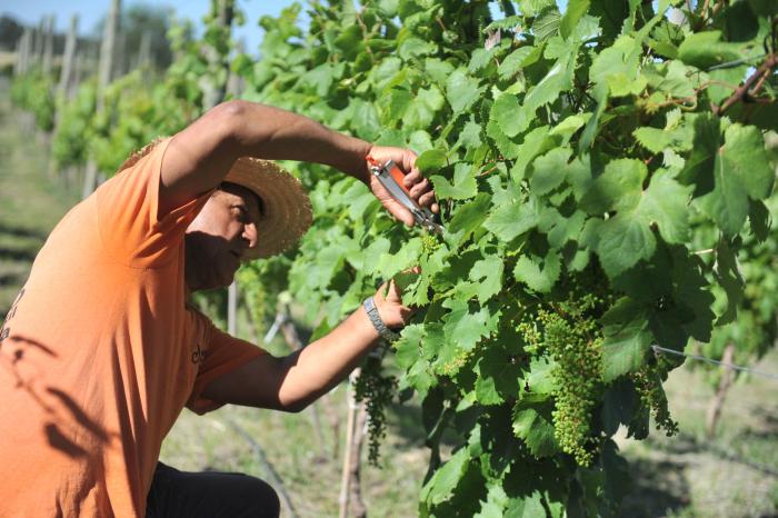OPP invierte en proyectos para generar un polo productivo en Soriano