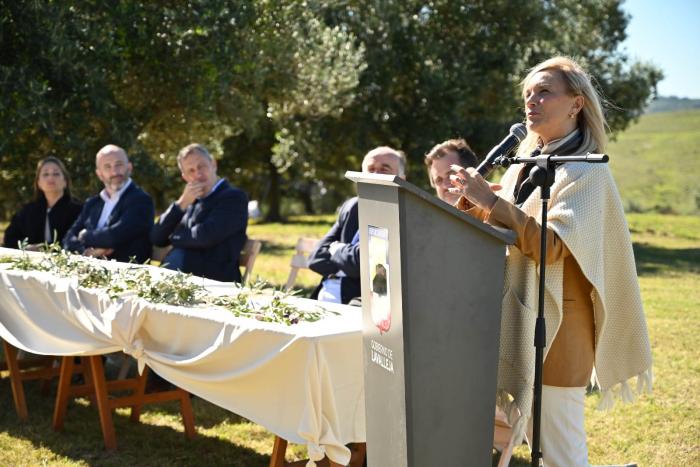 Inicio de la cosecha de olivos impulsa producción y turismo de Lavalleja