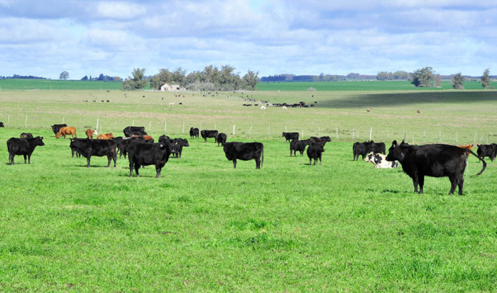 Imagen de un gran campo verde con un rebaño de vacas negras pastando bajo un cielo nublado