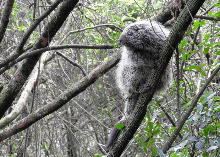 Coendou, puercoespín de pelaje erizado y gris, trepado en una rama de un árbol frondoso.