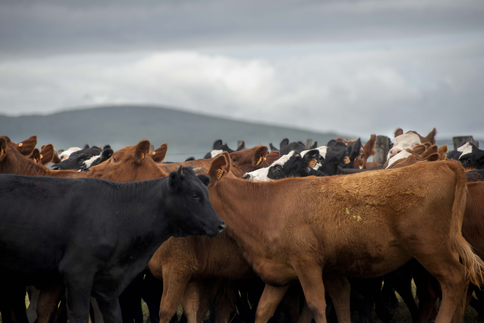 Ganadería desarrolla estrategia integral para minimizar daños por garrapata en rodeo nacional