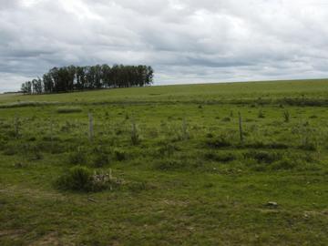 Campo