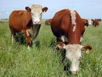 Animales vacunos pastanto