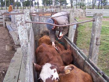Hombre vacunando a un bovino