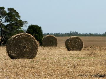 Fardos para alimentación de ganado
