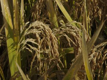 Planta de arroz