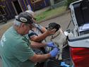 Ocho perros de 70 analizados dieron resultado positivo de leishmaniasis en comienzo de estudio de prevalencia en Salto