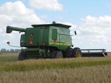 Máquina trilladora de arroz en campo trillando