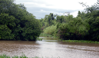 Río y monte nativo
