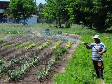 Persona cultivando verduras