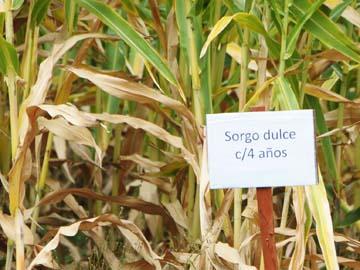 Ejemplar de Sorgo dulce 4 años