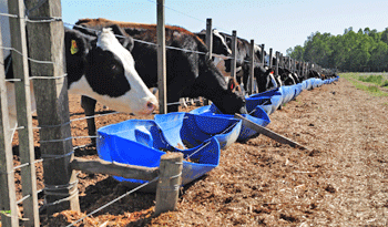 Raciones para paliar el déficit de agua en el sector agropecuario