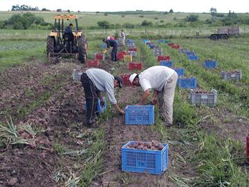 Trabajadores consechando en el medio rural